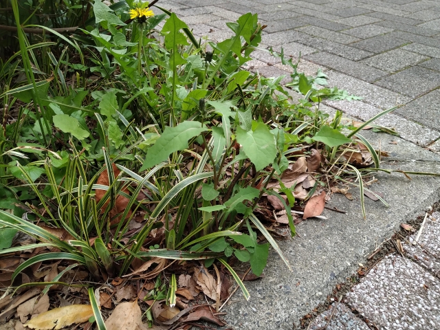 空き家の庭木整理のイメージ